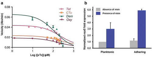 Figure 5. (a) In vitro inhibition by different synthetic anhydrotetracycline (aTC) analogues of tetracycline destructase degradation as a function of inhibitor concentration, measured using an optical absorbance kinetic assay and expressed as a velocity parameter [Citation95]. (with permission from Springer). (b) Normalized nsaS expression as a part of the nisin efflux system in S. aureus SH1000 in a planktonic state and adhering to a hydrophobic polyethylene surface [Citation111,Citation115].