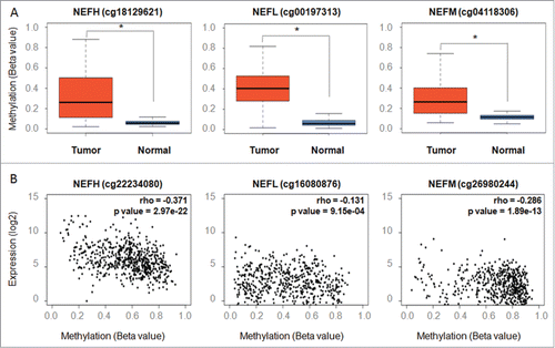Figure 3. Validating methylation of NEFH, NEFL, and NEFM and its inverse correlation with gene expression in breast tissues from The Cancer Genome Atlas (TCGA). (A) Methylation levels (β values) of representative probes from the Infinium HumanMethylation450 platform located within the NEFH, NEFL and NEFM promoter show a significant difference between normal breast tissues (n = 96 ) and primary breast tumors (n = 641 ). (B) Scatter plots depicting the correlation between the gene expression (y-axis; log2 values; analyzed on IlluminaHiSeq_RNA-SeqV2 platform) and DNA methylation (x-axis; β values; analyzed on Infinium HumanMethylation450 platform) of NEFH, NEFL and NEFM in 641 primary breast cancers from the TCGA data portal. Spearman rank correlation coefficients (rho) are displayed. A P value < 0.05 was considered statistically significant.