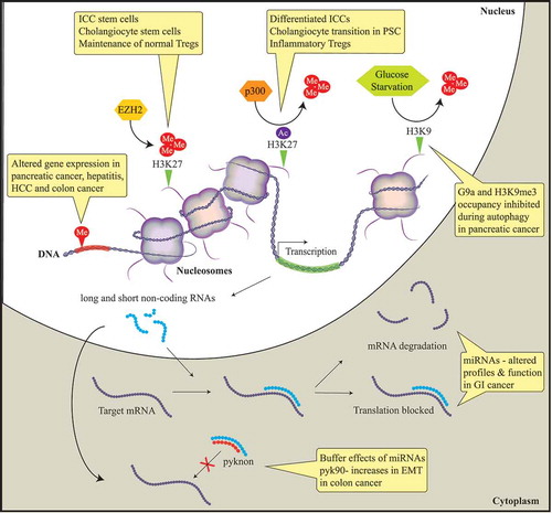 Figure 1. Diagram describing the main epigenetic mechanisms identified to date that have a role in the pathobiology of benign and malignant gastrointestinal diseases.In this meeting report, we summarize and discuss presentations by international experts in the field of DNA methylation, histone-based epigenetics, and microRNAs. Epigenetic mechanisms that induce stable alterations to gene expression without alteration of the DNA sequence result in aberrant gene expression. Histone methylation alters gene expression in pancreatic cancer, hepatitis, hepatocellular cancer (HCC), and colon cancer. EZH2, a histone methyltransferase, induces the epigenetic gene silencing mark H3K27me3. This epigenetic mark mobilizes the progenitor interstitial cells of Cajal (ICC) to transition to mature ICC in gastrointestinal (GI) motility disorders. In addition, this mark maintains normal cholangiocytes and Regulatory T cells (T-regs) through FN1 and FOXP3 target silencing, respectively. The histone acetylase complex p300 replaces H3K27 methylation with acetylation resulting in FN1 transcription, promoting cholangiocytes to transition to primary sclerosing cholangitis (PSC) in liver disease. Autophagy in pancreatic cancer is associated with a depression of gene expression caused by the dissociation of the histone methyltransferase G9a and H3K9me3 from gene promoters. Non-protein-coding RNAs are associated with the initiation and progression of GI diseases through negatively regulating protein expression by binding to the promoter regions of targeted mRNAs leading to translational repression or mRNA degradation. Pyknons are lncRNAs that buffer the effects of miRNAs; pyk90 plays a role in epithelial-to-mesenchymal transition (EMT) in colon cancer via a targeted decreased expression of E-cadherin.