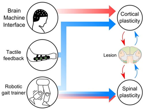 Figure 5. Proposed components for the rehabilitation mechanism: direct brain control of virtual or robotic legs, the continuous stream of tactile stimulation representing the missing haptic feedback from the legs, and robotic actuators to train patients to walk. Cortical and spinal plasticity are hypothesized to change and to modulate neurological circuits in the preserved area around the lesion through motor (red) and sensory (blue) connections.