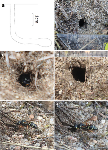 Figure 2. Nest of Pterocheilus phaleratus. (a) Lateral view of the nest and brood cells; (b–d) top view of nest entrances; (e–f) nest digging.