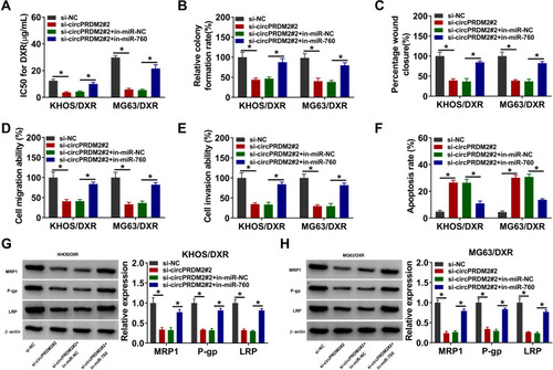 Figure 4 CircPRDM2 silencing improved DXR sensitivity in DXR-resistant OS cells by targeting miR-760. KHOS/DXR and MG63/DXR cells were transfected with si-NC, si-circPRDM2#2, si-circPRDM2#2+in-miR-NC or si-circPRDM2#2+in-miR-760. (A) IC50 of DXR in KHOS/DXR and MG63/DXR cells was assessed by CCK-8 assay. (B) The colony formation capacity of KHOS/DXR and MG63/DXR cells was tested by colony formation assay. (C–E) The migration and invasion of KHOS/DXR and MG63/DXR cells were investigated by wound-healing assay and transwell assay. (F) The apoptosis of KHOS/DXR and MG63/DXR cells was analyzed by flow cytometry analysis. (G and H) The protein levels of MRP1, P-gp and LRP in KHOS/DXR and MG63/DXR cells were measured by Western blot assay. *P<0.05.