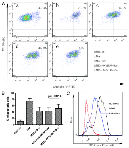 Figure 4. The protective effect of FAP on MM cell lines. (A) A representative apoptosis analysis of CAG in coculture system with FAP knockdown or not in the presence of 20 nM bortezomib detected by FCM. Cells of CD138-positive and annexin V-positive were considered as apoptotic cells. (B) FAP could protect RPMI8226 (n = 3) and CAG (n = 2) cells from bortezomib induced apoptosis (FAP-siRNA vs NC siRNA, P = 0.0014, n = 5). (C) A representative knockdown effect of FAP detected by FCM.