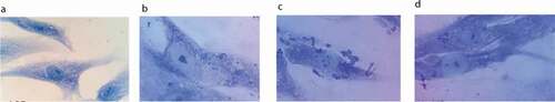 Figure 2. Bacterial adhesion to PHSF cells as detected by Giemsa stain. After 3 h in culture, PHSF cells were challenged with different S. haemolyticus isolates. (a) Non-infected fibroblast cells, (b) Fibroblasts infected with S. haemolyticus isolate with low adhesion capacity, (c) Fibroblasts infected with S. haemolyticus isolate with high adhesion capacity, (d) Fibroblasts infected with the control S. haemolyticus strain (ATCC 29970) showing low adhesion capacity.