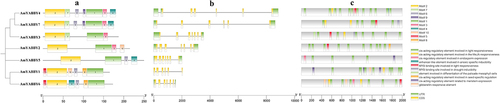 Figure 4. Analysis of gene motif, gene structure, and cis-element of AmYABBY gene family. (a) AmYABBY protein motif composition; different colors represent different motifs. (b) AmYABBY gene structure. CDS: coding sequence, UTR: in the untranslated region, lines denote introns. (c) The cis-acting element contained in the AmYABBY gene family.