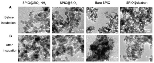Figure 1 Transmission electron microscopy images of synthesized SPIO@SiO2-NH2, SPIO@SiO2, bare SPIO, and SPIO@dextran (A) and after 1 hour incubation in Dulbecco’s modified Eagle’s medium (B).Notes: Dark dots represent the core of a single SPIO nanoparticle measuring approximately 7 nm in diameter. The coating is observed as a thin and white layer around each single iron oxide core. Bare SPIO nanoparticles tended to aggregate together in the culture medium; however, SPIO@SiO2-NH2, SPIO@SiO2, and SPIO@dextran nanoparticles remained monodispersed.Abbreviations: SPIO, superparamagnetic iron oxide; SPIO@SiO2-NH2, aminosilane-coated SPIO nanoparticles; SPIO@SiO2, SiO2-coated SPIO nanoparticles; SPIO@dextran, dextran-coated SPIO nanoparticles.