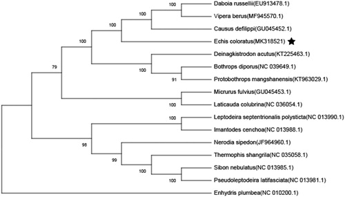 Figure 1. Neighbor-joining molecular phylogenetic tree of 16 species of Colubroidea super family based on complete mitogenome sequences, with E. plumbea as outgroup The asterisk indicates the individual sampled in this study. GenBank accession numbers are indicated in brackets.