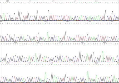 Figure 2 Sequencing map of blaKPC-2.