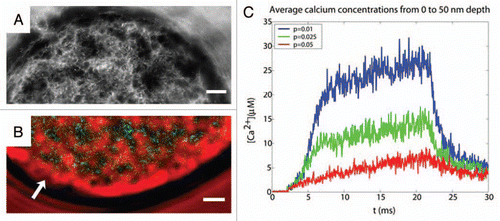 Figure 1 (A) 3-D reconstruction of the F-actin cortex of a cultured chromaffin cell based in transmitted light images from different planes. The image shows the characteristic network and cages formed by the F-actin cortex. (B) Heterogeneity of intracellular calcium signals during chromaffin cell stimulation. Simultaneous observation of the maximum levels of Fluo-3 signals ([Ca2+]i in green) and transmitted light images of F-actin cytoskeleton (red) showing the spatial coincidence of Fluo-3 signals an empty spaces devoid of cytoskeleton (dark areas). Arrows indicate areas of the F-actin periphery experiencing cortical disruptions. (C) Modeling cytoskeleton cages as diffusion barriers enhances secretory kinetics and sustained calcium levels. Calcium signals for a region between 0 to 50 nm from the membrane surface in a two parallelepiped model. The traces depicted correspond to three increasing porosities of the cytoskeleton: 0.01, 0.025 and 0.05.