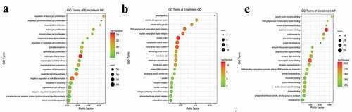 Figure 7. GO enrichment analysis of intersected targets between drug and disease. The top 20 GO terms in biological process (BP, A), cellular component (CC, B), molecular function (MF, C) with adjusted P value <0.05 were selected and present in a bubble chart manner. The size of bubble represents number of targets enriched in the indicated pathway and the color of the bubble represents the P value of enrichment