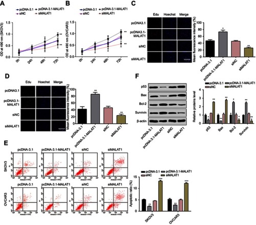 Figure 2 MALAT1 promoted cell proliferation and inhibited cell apoptosis in SKOV3 and OVCAR3 cells.Notes: The cell growths of SKOV3 (A) and OVCAR3 (B) cells were monitored using MTT assays in response to si-MALAT1 or pcDNA3.1-MALAT1 induced MALAT1 knockdown or overexpression, respectively. Effects of MALAT1 knockdown or overexpression on cell proliferations of SKOV3 (C) and OVCAR3 (D) were further determined by Edu staining (200×). (E) Apoptosis of SKOV3 and OVCAR3 cells transfected with si-MALAT1, si-NC, pcDNA3.1-MALAT1, or pcDNA3.1 was analyzed by flow cytometry. The percentage displayed on the histograms indicates apoptotic rate. Comparison of apoptotic rates of cells transfected with si-MALAT1, si-NC, pcDNA3.1-MALAT1, or pcDNA3.1. (F) Proteins were detected by Western blot. β-Actin was used as internal control to ensure equal loadings. Graphs are represented as the mean density of p53, Bax, Bcl-2, and Survivin bands normalized against the mean density of β-actin band from three independent experiments (presented as relative density of individual protein). Data are presented as the mean ± standard error of the mean (n=3). *P<0.05, **P<0.01, ***P<0.001  vs si-NC, or pcDNA3.1.Abbreviations: MALAT1, metastasis-associated lung adenocarcinoma transcript 1; si-MALAT1, MALAT1 small interfering RNA; si-NC, noncoding small interfering RNA.