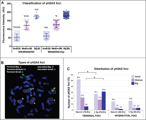 Figure 1. γH2AX foci in mitotic chromosomes present different fluorescence intensities. (A) 665 γH2AX foci from 68 metaphases were scored using FociPicker 3D. The Fluorescence Intensity (FI) of each focus was plotted and these measures were used to classify them. The FI values of all scored foci ranged from 25 to 225 (arbitrary units; AU) and were classified into 3 categories: Small, corresponding to the foci with the lower FI (from 25 to 92.9 AU); Medium, corresponding to the foci with median FI (from 93 to 158.9 AU); and Big, corresponding to the foci with the highest FI (from 159 to 225 AU). The mean FI of Small foci (S) was statistically different from that of Medium (M) and Big foci (B) both before and after irradiation (Si, Mi, Bi). The same differences were found for Medium and Big foci (Dunn's Multiple Comparisons Test; P < 0.05 to P < 0.001). The means and standard deviation (SD) shown in the graph are calculated from 2 different slides in non irradiated cells and from 3 different slides in irradiated cells (Table 1). (B) Examples of γH2AX foci of different FI located either at a Terminal or at an Interstitial position within the chromosome are shown. (C) γH2AX foci were classified regarding their FI (Big, Medium or Small) and their position within the chromosome (Terminal or Interstitial). The percentages of each type of foci are shown. Asterisks show statistically significant differences in the number of foci (Fisher's Exact Test; P < 0.0001).