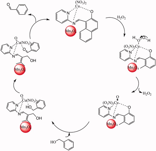 Figure 6. Proposed mechanism for the catalytic oxidation of benzyl alcohol by Mn3O4/CuL bio-nanocolloid.