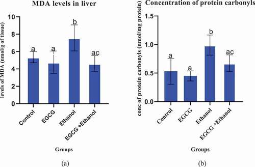 Figure 1. Effect of EGCG on selected oxidative stress markers. (a): MDA levels, (b): Protein carbonyls. Results were analyzed using one way ANOVA and expressed as mean ± SD. In first level of comparison, Turkey’s multiple comparisons test was used to compare the mean of the control group with mean of every other group at confidence level of 95%. Bars with letter a were not statistically different against the control (p > 0.05). In second level of comparison using the same test, the mean of Ethanol group was compared with EGCG + Ethanol group. Bar with letter ac was statistically different against ethanol group (p < 0.05).