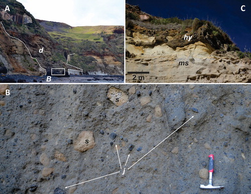 Figure 4. A – Overview of the Ngatatura diatreme (d) from the NW located along the Waikato coastline (Figure 1D). Note the steep diatreme wall (white dashed lines) that slightly enlarged upsection. The cliff face is about 60 m high; B – Close up view of the pyroclastic breccia of the Ngatatura diatreme rich in angular glassy juvenile pyroclasts (j) and variable rounded sedimentary (s) rocks from the pre-volcanic deposits; C – Over the Ngatatura diatreme shallow marine sediments (ms) intercalated with a hyaloclastite breccia (hy) suggesting a younger eruptive phase in the same area where the diatreme formed previously.