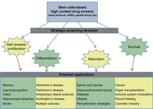 Figure 1 Overview of the focus areas for developing stem cell-based screening strategies and their potential application in different human diseases and disorders.