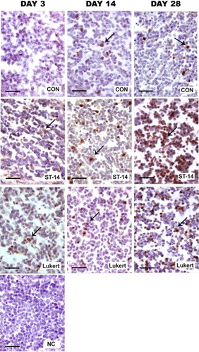 Figure 7. Activity of caspase 3: Photomicrographs of medullar fields with IHC for active caspase 3 comparing days 3, 14 and 28 post vaccination between vaccine strains ST-14 and Lukert and the Control group. Haematoxylin staining was used as nuclear contrast. NC, negative control of the assay. Scale bars = 50 µm.