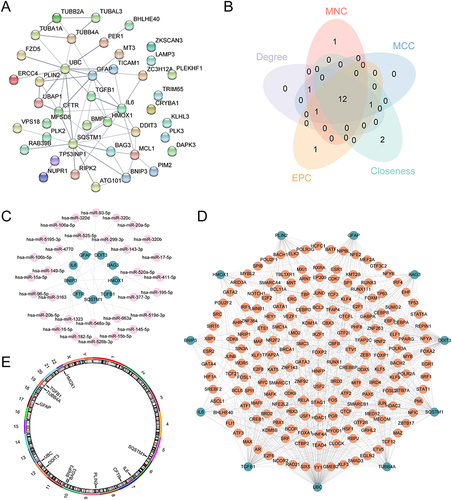 Figure 4 PPI network and mRNA-miRNA, mRNA-TF interaction network. (A) PPI network of ARDEGs. (B) Venn diagram of shared genes for the top 15 ARDEGs selected under the five algorithms of MCC, MNC, EPC, Degree, and Closeness. (C and D) mRNA-miRNA (C), mRNA-TF (D) interactions network of hub genes. (E) The chromosome of hub genes Localization map. In C-D, green circular blocks are mRNAs; purple-pink circular blocks are miRNAs; Orange circular blocks are specific TFs.