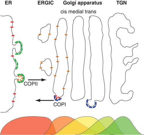 Figure 1. Schematic representation of the early secretory pathway. Nascent proteins are sorted into emerging COPII vesicles after clearing the quality control mechanisms in the endoplasmic reticulum (ER). COPII vesicles mediate anterograde transport via the ER-to-Golgi intermediate compartment (ERGIC) an eventually deliver their cargo at the cis-face of the Golgi apparatus. Here, proteins are either sorted to stay in the stack of membrane cisternae (called cis, medial and trans cisternae) and undergo further anterograde transport towards the trans-Golgi network (TGN), or they are marked to participate in retrograde transport via COPI vesicles. As shown by electron microscopy, many proteins feature non-uniform steady-state distributions along the secretory pathway, indicated here by overlapping color-coded distributions below the organelles. This Figure is reproduced in colour in the online version of Molecular Membrane Biology.