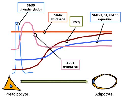 Figure 1. The expression and activation of STATs during adipocyte differentiation. Many studies have examined the expression and activation of STATs during the development of adipocytes from preadipocytes. As shown above, STAT5 proteins are tyrosine phosphorylated at the initiation of adipocyte differentiation. This activation precedes the increase in expression of STATs 1, 3, 5A and 5B, which is observed. STAT3 expression is increased during clonal expansion. The induction of the transcription factor PPARγ, a necessary factor for adipocyte development, precedes the increased expression of STATs, 1, 5A and 5B. The expression of STAT6 does not change during adipocyte development. Although the expression of several STATs is changed during adipocyte development, only STAT5 proteins have been shown to play a critical role in adipocyte development in vitro and in vivo.
