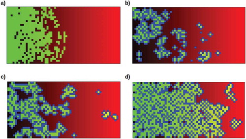 Figure 5. Typical model simulation runs under different conditions. The simulation depicts an environment varying in lethality from 0% (b = 0, black, left margin) to 100% (b = 1.0, red, right margin). Stem cells (green) are randomly seeded in this environment at a density of 5% and allowed to reproduce for 120 division cycles. Neighboring stem cells compete for reproductive resources. Somatic progeny (blue) protect their nearest-neighboring cells, whether these are stem or other somatic cells. a) Stem cells alone cannot invade the higher-lethality half of the environment, even with optimal reproductive resources (a = 1.0). Here neighboring stem cells suffer a 20% resource reduction (α = 0.8) due to competition; removing this reduction does not allow them to cross the 50% lethality boundary. b) Moderately (50%, i.e. β’ = 0.5) protective but relatively long-lived (50% resistance to lethality) somatic cells allow mainly small colonies in the moderately-lethal (50% – 75%) sector of the environment (a = 0.8, probability of somatic-cell progeny 50%). c) Fully (100%, β’ = 0) protective but shorter-lived (only 20% resistance to lethality) somatic cells allow larger colonies to populate even the high-lethality (75% – 100%) sector of the environment (a = 0.8, probability of somatic-cell progeny 50%). d) Fully-protective and relatively long-lived (50% resistance to lethality) somatic cells allow invasion of the lethal sector of the environment (a = 1.0, probability of somatic-cell progeny 25%).