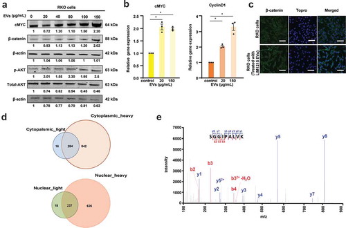 Figure 3. EVs activate Wnt signalling pathway in recipient RKO cells.(A) Western blotting of RKO cells with increasing concentration of EVs showed a dose-dependent increase in cMYC protein levels. (B) qPCR analysis revealed increased mRNA expression of cMYC and Cyclin D1 upon treatment of RKO cells with 2 different concentrations of EVs (* denotes P ≤ 0.05, n = 3, Error bar represents ±SEM). (C) Confocal microscopy revealed increased expression levels of β-catenin in RKO cells incubated for 24 h with 150 µg/mL of LIM1215-derived EVs, compared to the control RKO cells. Fluorescence was captured using a confocal microscope, Zeiss LSM 510 (magnification, × 100, scale bar 10 μm). (D) Venn diagram depicts the number of proteins transferred from EVs to the cytoplasm and nucleus of the RKO cells. (E) MS/MS spectrum of a lightly labelled peptide from mutant β-catenin transferred to the nucleus of the RKO cell.