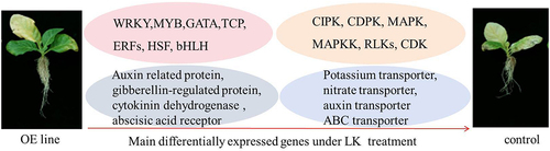 Figure 9. A genes work model in Nt GF14e overexpression line after LK stress.