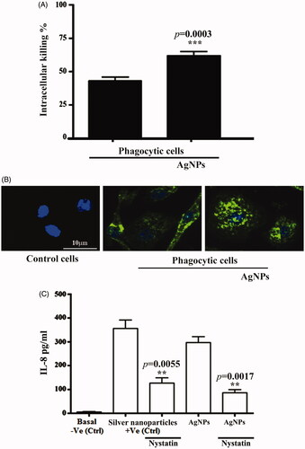 Figure 8. Silver nanoparticles (AgNPs) enhanced phagocytosis. (A) AgNPs increase intracellular killing index in macrophage cells. (B) AgNPs augment bone marrow-derived macrophages in phagocytosis of pHrodo S. aureus BioParticles. (C) AgNPs increase IL-8 concentration in phagocytic cells with commercial Ag nanoparticles used as a positive control. Data are represented as mean ± SEM of three independent experiments. Asterisks indicate statistical different in the presence and absence of AgNPs. **p≤.01 and ***p≤.001.