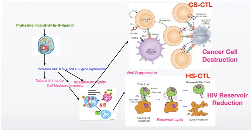 Figure 15. Proposed mechanism of Prakasine in HIV and cancer cell destruction.The increased CD8+ T cells by the stimulation of Prakasine gets sensitised with cancer and HIV antigens and become Cancer Specific Cytotoxic T-Lymphocytes (CS-CTL) and HIV Specific Cytotoxic T-Lymphocytes (HS-CTL). These CS-CTL and HS-CTL kills cancer and HIV.