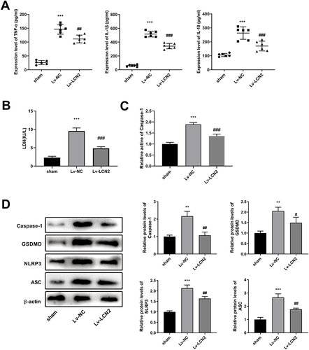 Figure 7 Knockdown of LCN2 suppresses pyroptosis in ICH rats.