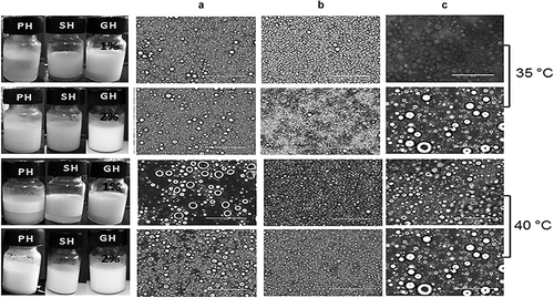 Figure 4. Optical micrographs at 40X of emulsions O/W stabilized with hydrocolloid pulp (a), seed (b) and guar gum (c) at 1–2%, stored at 35 and 40°C for 15 days. The scale of the bar corresponds to 100 µm.Figura 4. Micrografías ópticas de emulsiones O/W a 40X estabilizadas con hidrocoloides de pulpa (a), semillas (b) y goma guar (c) a 1–2%, almacenadas a 35 y 40°C durante 15 días. La escala de la barra corresponde 100 µm.