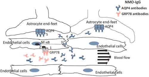 Figure 2. Mechanism of BBB disruption induced by GRP78 autoantibodies in NMO. NMO-IgG involves 2 autoantibodies (AQP4 antibodies and GRP78 antibodies). Binding of GRP78 antibodies to GRP78 on BBB-endothelial cells (1) causes the activation of NF-κB signal (2). Enhancement of BBB permeability (3) via the disruption of tight junction leads to diffusion of AQP4 antibodies into CNS (4) and binding of this Abs to AQP4 on astrocytes (5).