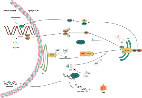 Figure 1. Activation of the cGAS/STING signaling pathway. cGAS is a cytoplasmic nucleic acid sensor that recognizes double-stranded DNA from tumor cells, bacteria, and viruses in the cytoplasm. By binding to heterologous DNA to form a dimer, it induces a conformational change in itself, thereby promoting the conversion of ATP and GTP to cGAMP. As a second messenger, cGAMP binds to STING anchored in the endoplasmic reticulum, induces its conformational change, and promotes the transfer of STING from the endoplasmic reticulum to the Golgi. Subsequent recruitment of TBK1 induces IRF3 phosphorylation, which elicits type 1 IFN-mediated immune responses. In addition, STING can also activate IκB kinase, phosphorylate IκB, release NF-κB into the nucleus, and induce the expression of IFN and inflammatory cytokines. ①: Ribonucleoprotein A2B1 promotes the nucleocytoplasmic transport of cGAS, IFI16, and STING through N6-methyladenosine modification, thereby forming a positive feedback loop for TANK/ TBK1/ IRF3 activation. ② the Yip family and STING ER exit protein recruit STING to COPII. STEEP promotes VPS34 complex-mediated phosphatidylinositol-3-phosphate production and ER membrane bending by binding to STING and recruits the curvature-binding protein Sar1 to promote COPII-mediated ER transport of STING to the Golgi apparatus. ③: TBK1 enhances the affinity of p62 for ubiquitinated STING through the phosphorylation of p62 and promotes its transport to autophagosomes for degradation. ④: the interferon gamma-inducible protein 16 acts on STING through the pyrin domain and cooperates with cGAMP to promote the phosphorylation and translocation of STING.