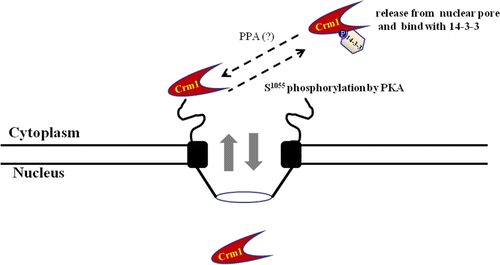 Figure 6.  Schematic diagram of interaction between CRM1 and 14-3-3 proteins, with PKA. The nuclear pore export complex facilitates CRM1-dependent translocation of NES-containing proteins. Phosphorylation of CRM1 by PKA results in binding to 14-3-3 proteins as a new partner protein through the CRM1 C-terminal domain, which contains a conserved 14-3-3-binding motif (1049KHKRQMSVPG1058). Interaction regulates CRM1 nuclear pore localization and NES function in vivo and in vitro. Phosphorylated CRM1 seems to be dephosphorylated by a phosphoprotein phosphatase (PPA).