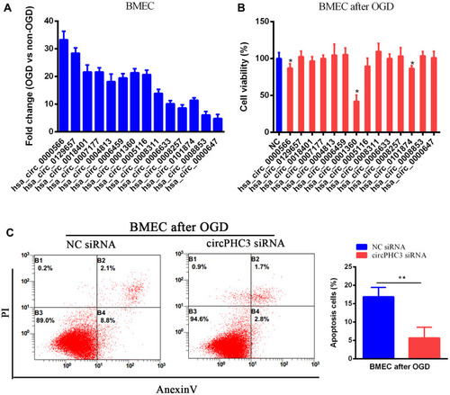 Figure 2 CircPHC3 inhibited cell viability and promoted cell apoptosis in human BMECs after OGD. (A) 14 differentially increased circRNAs were verified by RT-qPCR. (B) Cell viability was detected after overexpression of 14 differentially increased circRNAs. Hsa_circ_0001360 was named as circPHC3. (C) CircPHC3 promoted cell apoptosis significantly. All data are shown as the mean ± SD (*P < 0.05, **P < 0.01); bar, SD.