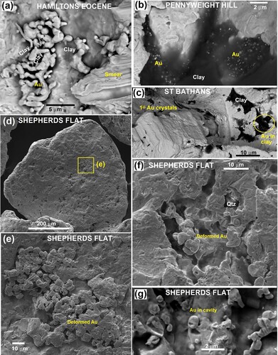 Figure 7. Backscatter electron images of authigenic gold overgrowths (yellow Au labels) on detrital gold particles. A, Typical view of overgrowths on a particle in Eocene QPC. Black background includes clay. B, Semi-transparent clay coating on a gold particle is impregnated with sub-µm authigenic gold in Miocene basal QPC at Pennyweight Hill (Figure 1C). Detrital gold from Miocene QPC at Blue Lake (Figure 3A,B), showing relict primary crystalline structure (left), and minor µm authigenic gold in clay patch (right). D, Flake from St Bathans paleovalley QPC with remnants of deformed authigenic gold overgrowths. E, Close view of deformed overgrowths in D. F, Authigenic overgrowth gold is preserved in an embayment of a gold flake from St Bathans paleovalley QPC. F, Close view of relict authigenic overgrowths in a cavity within a rough particle from St Bathans paleovalley QPC.