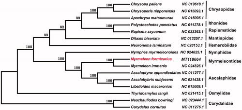 Figure 1. Neighbor-joining tree of the Myrmeleon formicarius and related 15 different species of Neuropterida based on the genome sequence. Numbers labeled on the branch are bootstrap values.