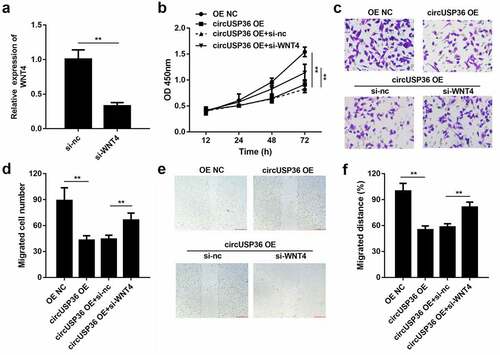 Figure 6. WNT4 was responsible for effects of circUSP36 on endothelial cell behavior. (a) qRT-PCR detection of WNT4 expression in endothelial cells following different treatments (n = 3). (b) CCK-8 analysis for testing cell proliferation in different groups (n = 6). (c-f) Ability of ox-LDL-treated endothelial cells to migrate was assessed by transwell and wound-healing experiments. (n = 6) Cells migrating to the underside of the transwell insert were counted. **P < 0.01