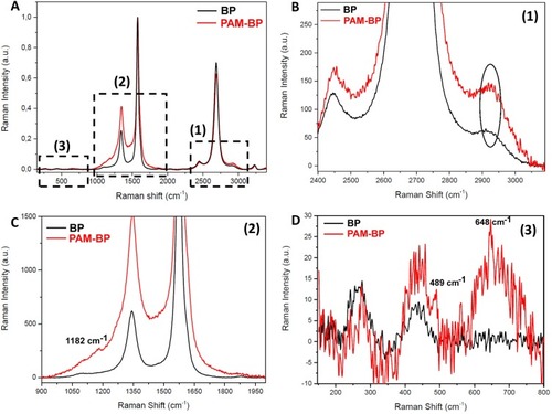 Figure 3 Raman spectra collected on BP (black curve) and PAM-BP (red curve) (A-D). Magnification of the high wavenumber spectral region (1; B); magnification of the central spectral region (2; C); and magnification of the low shift region (3; D).