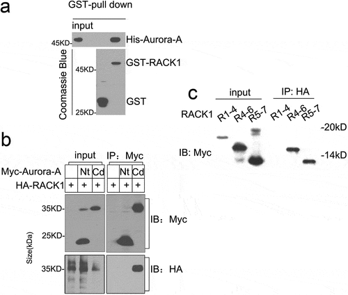 Figure 1. RACK1 forms a complex with Aurora-A. (a) RACK1 associates with Aurora A directly in vitro. His-Aurora A was incubated with GST or GST-RACK1 for 2 h, then added glutathione-Sepharose beads and incubated for additional 1 h at 4°C. The beads were spinned down and washed with PBS for 3 times, and the bound proteins were analyzed by immunoblot. (b) RACK1 interacts with Aurora-A-Cd in vivo. 293T cells were transfected with Myc-Nt plus HA-RACK1 or Myc-Cd plus HA-RACK1 and cell lysates were analyzed by immunoprecipitation (IP) and western blotting with anti-Myc or HA antibodies, respectively. Whole-cell lysates were blotted and shown as the input. (c) RACK1 4–7 WDs interact with Aurora-A in vivo. 293T cells were transfected with Aurora-HA plus Myc-tagged RACK1 (1–4) WD, RACK1 (4–6)WD, RACK1(5–7)WD, respectively. The cell lysates were analyzed by IP against HA antibody and western blotting with anti-Myc.