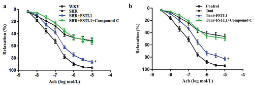 Figure 6. Role of the AMPK signaling in the vascular benefit of FSTL1. (a) ACh-induced relaxation in mesenteric arteries from WKY and SHRs incubated with FSTL1 (100 µg/mL) or compound C (5 µmol/L) for 24 h were tested by multi myograph system. (b) The mesenteric arteries from WKY rats were incubated with tunicamycin (tuni, 2 µg/mL), FSTL1 (100 µg/mL) or compound C (5 µmol/L) for 24 h and ACh-induced relaxation was tested by multi myograph system. *P < .05 vs others (n = 6).