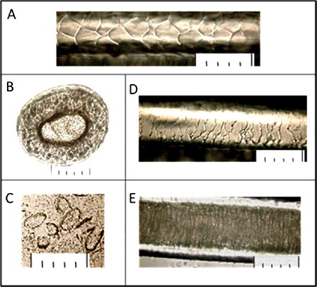 Figure 5. Microstructure of leopard hair (a hybrid of Panthera pardus orientalis and Panthera pardus ciscaucasicus) from the collection: (A) cuticle in the base of a pile hair; (B) cross section in an expanded part of a pile hair; (C) the medulla disks received in the course of alkaline thermohydrolysis; (D) cuticle in an expanded part of a pile hair; (E) medulla in an expanded part of a pile hair. The scale at all photos: one small division on a large-scale ruler is equal to 10 μ (microns), respectively 5 divisions = 50 μ (microns).