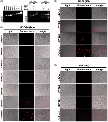 Figure 7. Peptide P1 medicates plasmid delivery in vitro. (A) Agarose gel shift assay on different N/P ratios (left panel), and peptide/pDNA stability in serum for 4 h. (B) Fluorescence microscopy of RFP expression in MCF7 cell cultured for 48 h. (C) Fluorescence microscopy of RFP expression in HSC-T6 cell cultured for 24 h. (D) Fluorescence microscopy of RFP expression in BV2 cell cultured for 48 h.