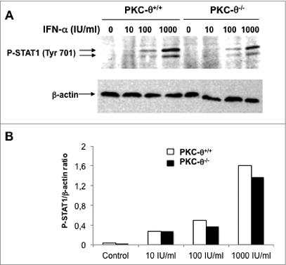 Figure 5. IFNα-induced STAT1 phosphorylation at Tyr701 in NK cells is independent of PKC-θ. (A and B) Natural killer (NK) cells were isolated by MACS technology from spleens of wild type (PKC-θ+/+) or protein kinase C-θ (PKC-θ−/−) knockout C57BL/6 mice and cultured in complete medium at 2 × 106 cells/mL in the absence or presence of the indicated concentrations of interferon-α (IFNα) for 30 min. Reactions were stopped in the cold, cells lysed, protein extracts prepared and signal transducer and activator of transcription-1 (STAT1) phosphorylation at residue Tyr701 determined by phospho-STAT1 (P-STAT1) specific immunoblot. β-actin expression was determined in parallel as loading control. (B) The phospho-STAT1/β-actin ratios of the experiment shown in (A) were determined by densitometry and represented as a bar diagram. Data shown are representative of 2 independent experiments.