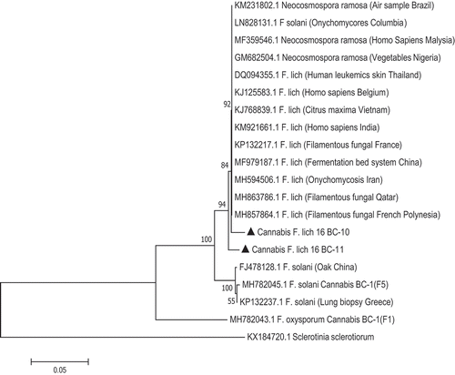 Fig. 6 Phylogenetic analysis of two isolates of Fusarium lichenicola originating from cannabis plants (see Table 1) using ITS-1-ITS2 sequences compared to isolates from other substrates and geographic regions (GenBank numbers are shown). Isolates were obtained from a range of tissue sources and from two licenced facilities in BC. The evolutionary history was inferred using the Neighbour-Joining method. The percentage of replicate trees in which the associated taxa clustered together in the bootstrap test (1000 replicates) are shown next to the branches. Branches corresponding to partitions reproduced in less than 50% bootstrap replicates were collapsed. The tree is drawn to scale, with branch lengths in the same units as those of the evolutionary distances used to infer the phylogenetic tree. The evolutionary distances were computed using the Maximum Composite Likelihood method and are in the units of the number of base substitutions per site. The analysis involved 20 nucleotide sequences. All positions containing gaps and missing data were eliminated. Evolutionary analyses were conducted in MEGA7 (Kumar et al. Citation2016). The outgroup was Sclerotinia sclerotiorum.