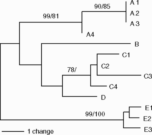 Fig. 5. A midpoint-rooted neighbour-joining tree inferred from sequences of thirteen ITS2 haplotypes in Scytosiphon lomentaria from Hokkaido, Japan. Bootstrap values indicate the percentage (neighbour-joining tree/most-parsimonious tree) based on 1000 replicates.