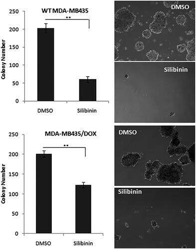 Figure 5. The effects of silibinin on tumorigenicity of MDA-MB-435. MDA-MB435/WT and MDA-MB435/DOX cells were treated with silibinin for 48 h then they are detached and subjected to mammosphere assay. The colonies were counted after 7 days. The right panel illustrates the morphology of the colonies (40× magnification).