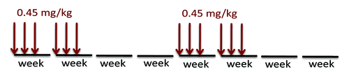 Figure 1. The intermittent low doses treatment. A dose of 0.45 mg/kg rapamycin was injected subcutaneously 3 times per week for 2 wk, followed by a two-week interval.