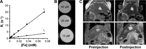 Figure 7 Magnetic resonance properties of MNPs-NH2.Notes: (A) Relaxation rate R plotted against the concentration of MNPs-NH2·HCl (normalized to iron content). (B) T2-weighted images of phantoms containing 0.01–0.04 mM MNPs-NH2·HCl and (C) in vivo liver MR images at 11.7 T before and 50 minutes after the administration of MNPs-NH2·HCl in femoral vein of healthy (top panel) and O. felineus-infected (bottom panel) hamsters at a dose of 0.6 mg kg−1.Abbreviations: gb, gallbladder; O. felineus, Opisthorchis felineus; MNPs, magnetic nanoparticles; MR, magnetic resonance.