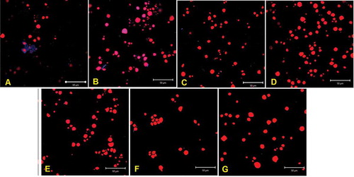 Figure 3. Changes on the starch granules as a result of sonication duration. Laser scanning confocal micrographs. (a) Control sample; (b–g) sonicated samples; (b) 10 min sonication; (c) 20 min; (d) 30 min; (e) 45 min; (f) 60 min; (g) 90 min.Figura 3. Cambios en los gránulos de almidón como resultado del tiempo de sonicación. Microfotografía de barrido láser confocal. (a): muestra de control; B-G: muestras sonicadas: (b) 10 minutos; (c) 20 min; (d) 30 min; (e) 45 min; (f) 60 minutos; (g) 90 min de sonicación.